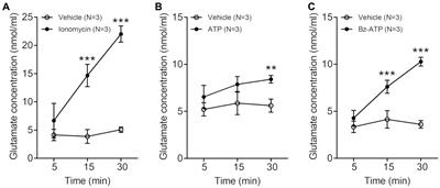 Increase of glutamate in satellite glial cells of the trigeminal ganglion in a rat model of craniofacial neuropathic pain